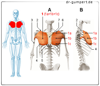 Schematische Darstellung des großen Brustmuskels