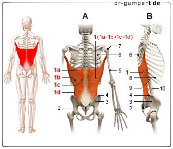 Schematische Darstellung des breiten Rückenmuskels