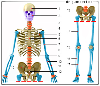 Schematische Darstellung des Knochens im Überblick