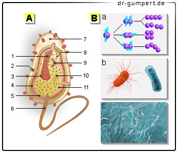 Aufbau Der Bakterie