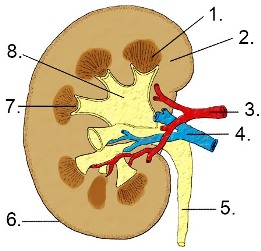 Abbildung der Niere