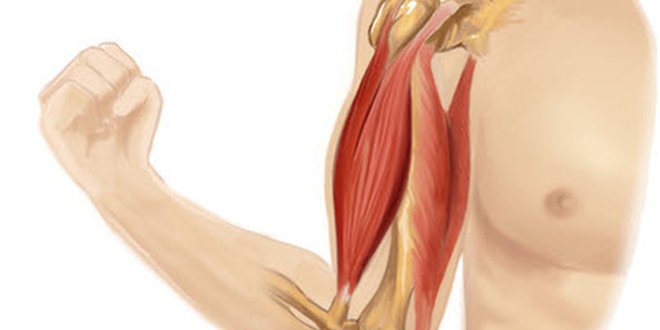 Abbildung der Muskeln im Oberarm