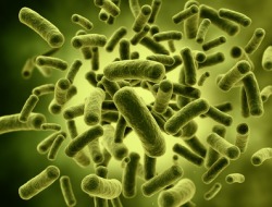 Bakterienvermehrung