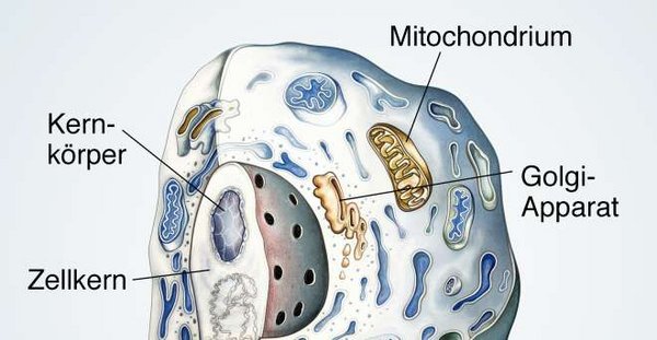 Mitochondrien