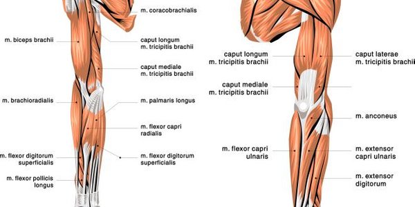 Muskulatur Arm