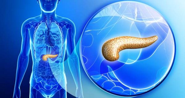 Anatomie der Bauchspeicheldrüse