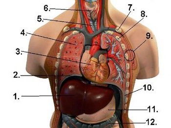 csm_Thorax_mit_Beschreibung_29c5035da7