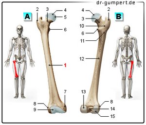 Abbildung Oberschenkelknochen