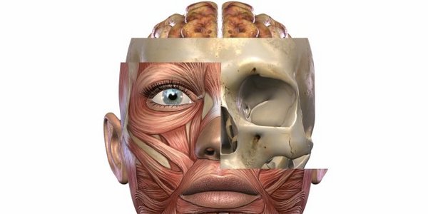 Anatomie der Augenhöhle