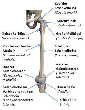 Oberschenkelknochen