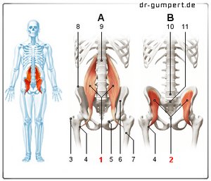 Iliopsoas