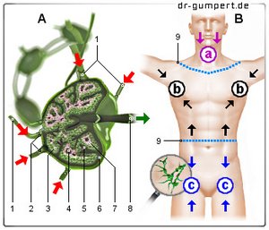 Lymphknoten