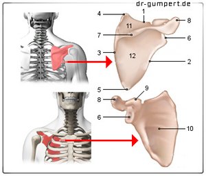 Abbildung Schulterblatt