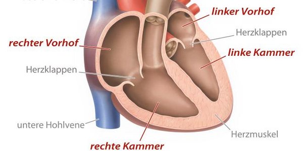 Herz rechte Herzkammer