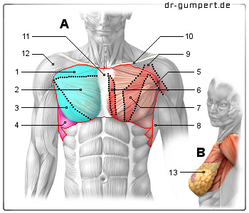 Abbildung Muskeln Der Brust