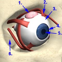 Anatomie Des Auges